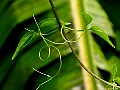 Vine tendrils. Hahei Coromandel. New Zealand.<br> File# 0413. Photographer: Susan