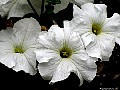 Nancy Steen white garden, Auckland NZ.  Photographer: Susan