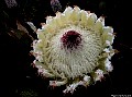 White Queen Protea. File#4623, Photographer: Christine