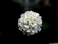  Location: Nancy Steen white garden.  Auckland, NZ. Photographer: Susan 