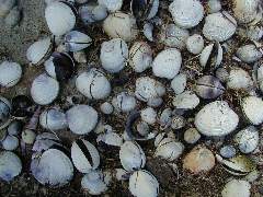 shells on Farewell Spit