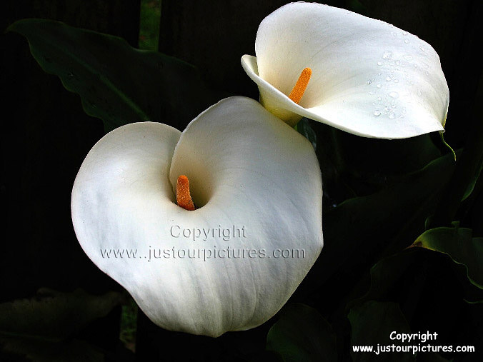 Arum Lily