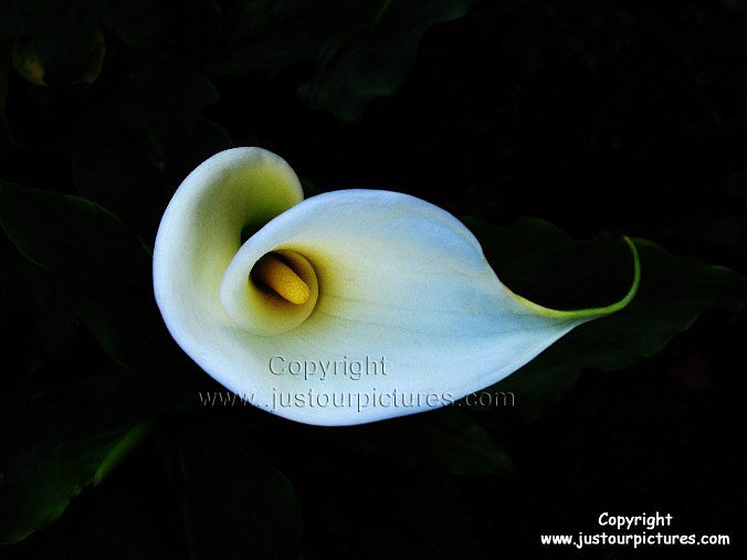 Arum Lily