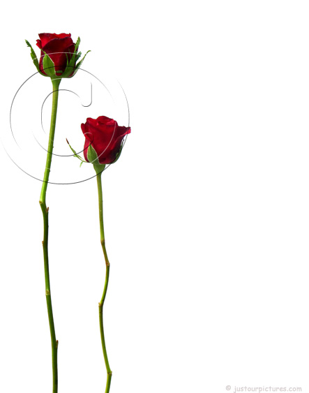 2-two-red-roses-on-long-stems.jpg