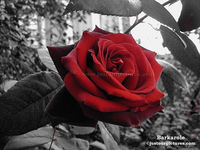 Red-rose-black-white-background