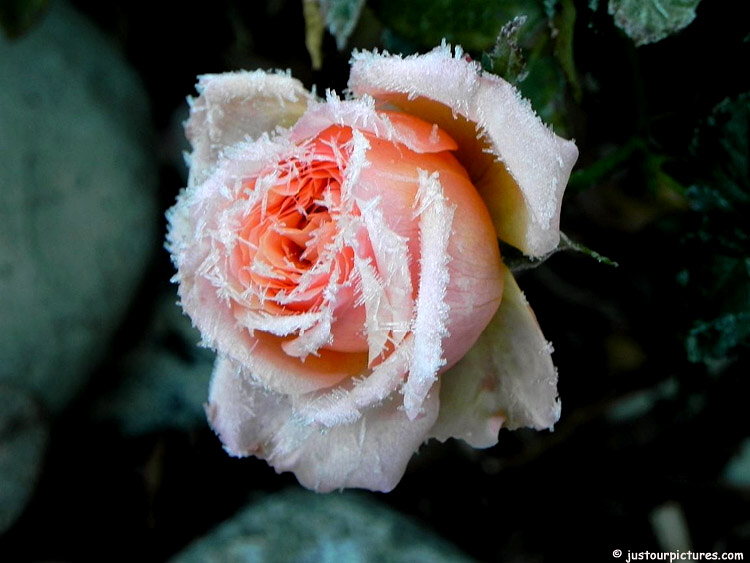 Icy Abbaye de Cluny rose. 