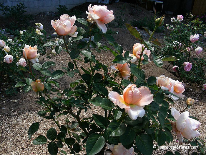 Abbaye de Cluny rose bush