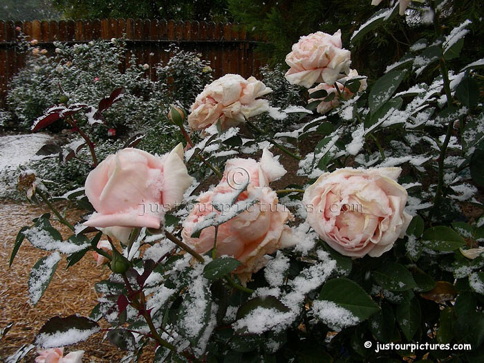 Abbaye de Cluny rose with snow