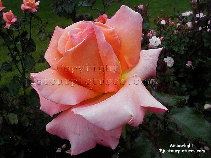 Amberlight rose
