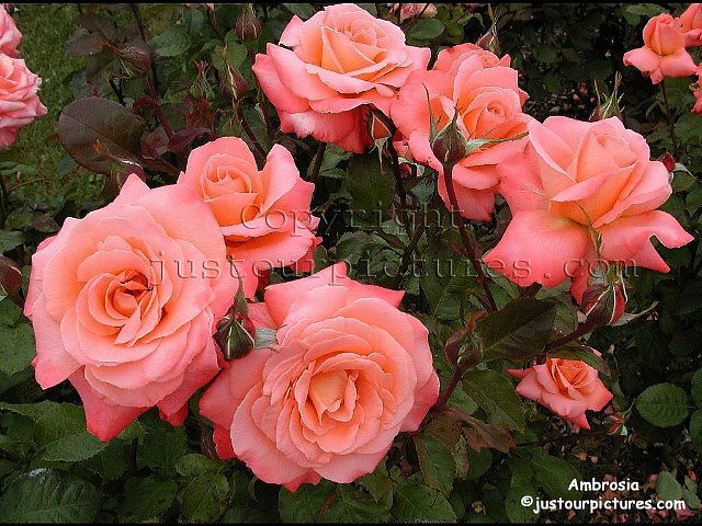Ambrosia rose