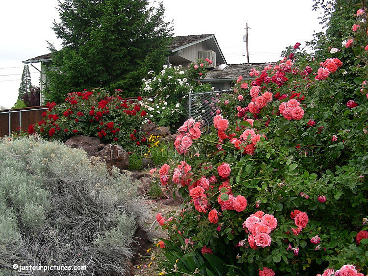 America rose bush