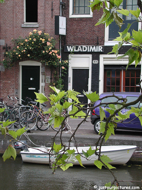roses in amsterdam