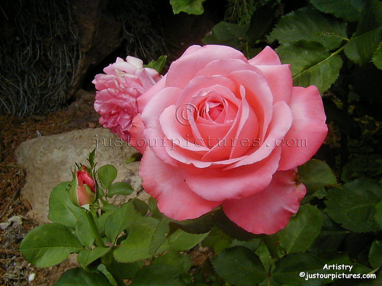 Artistry rose