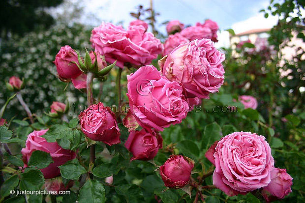 Auguste Renoir bush 