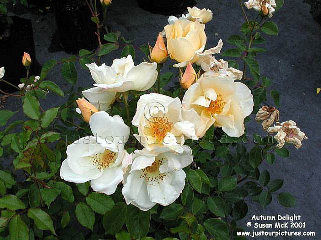 Autumn Delight Rose