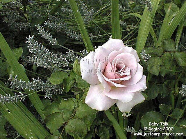 baby talk rose