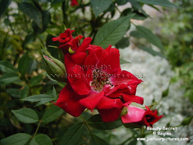 Beauty Secret rose