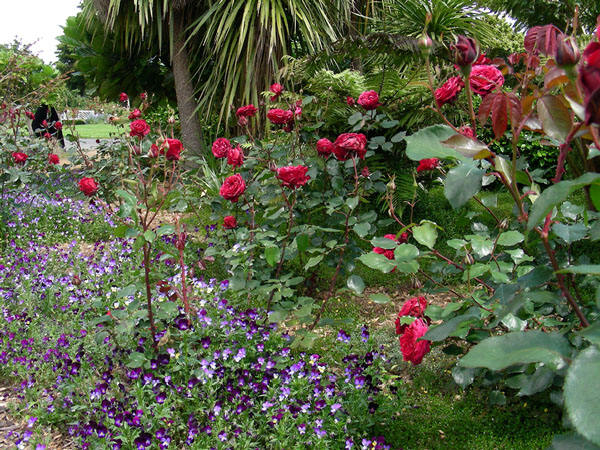 Black Boy rose bush