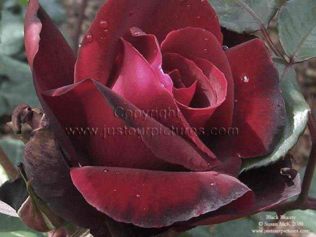 The black red rose 