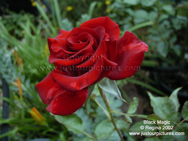 Black Magic rose