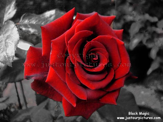 Black magic, red rose 