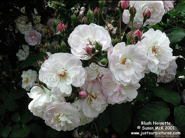 Blush Noisette rose