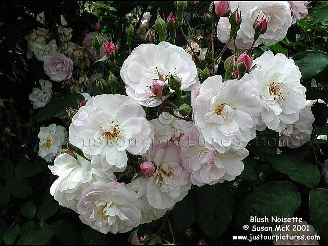 Blush Noisette