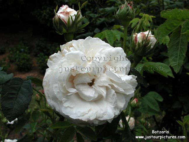 Botzaris rose