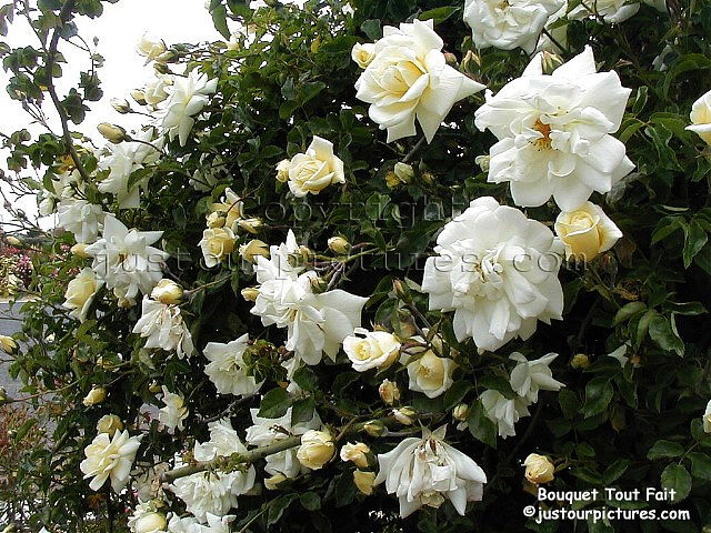 Bouquet Tout Fait rose