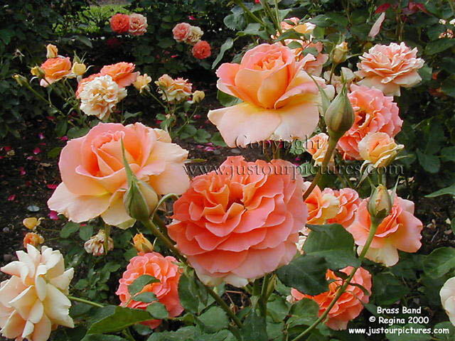 orange rose garden