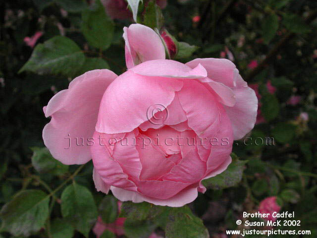 Brother Cadfael rose