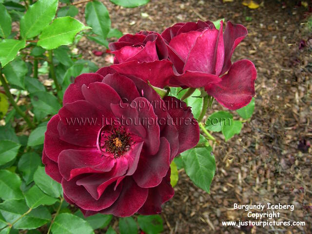 Pink Iceberg Rose. Burgundy Iceberg rose