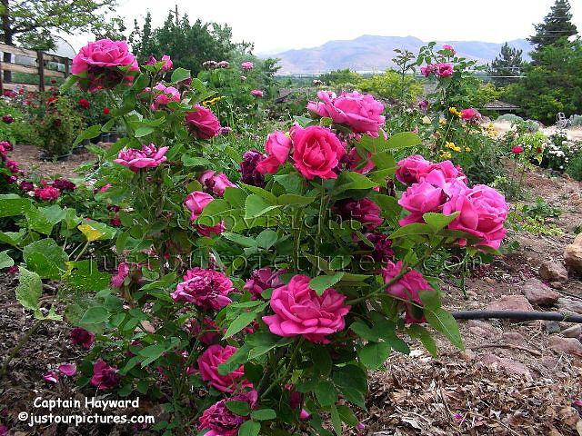 Captain Hayward rose bush