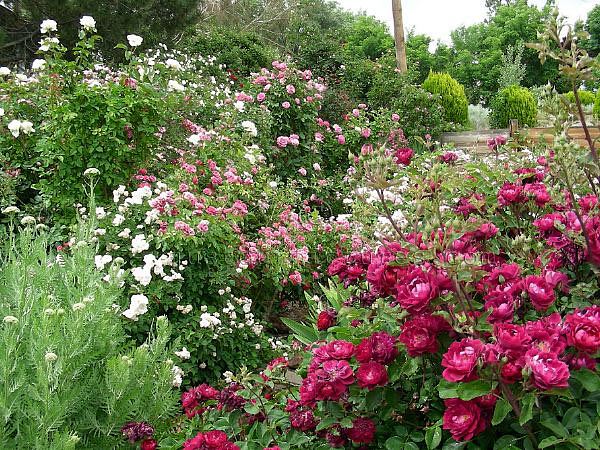 Cardinal Hume rose bush