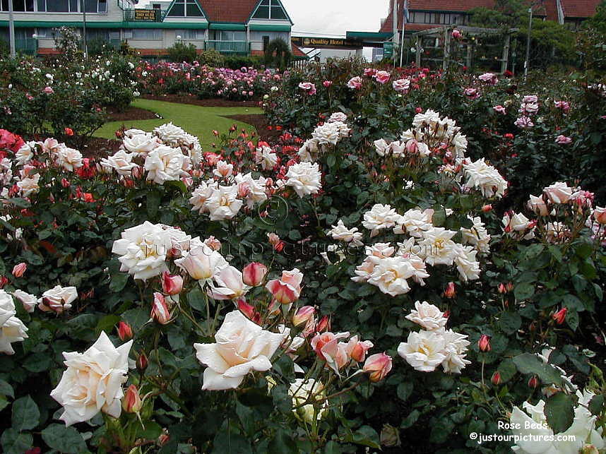 bed of roses