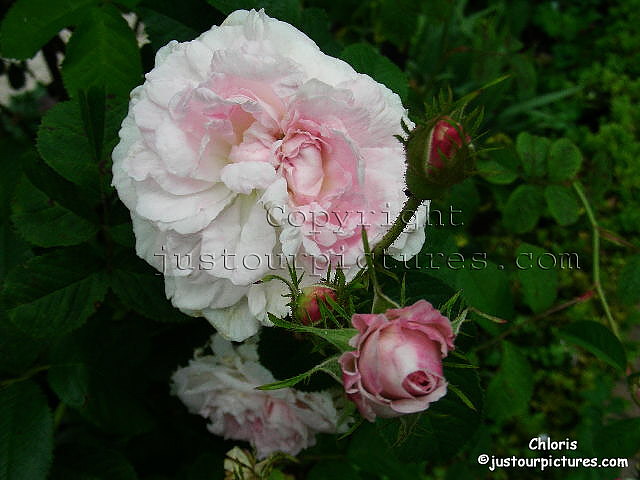 Chloris rose