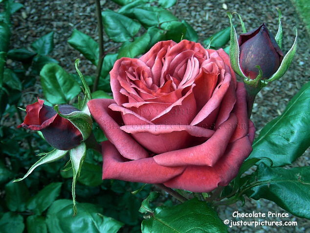 brown rose