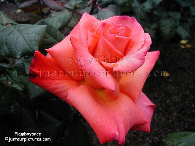 Christopher Columbus rose