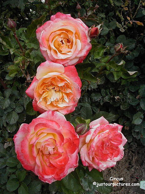 Circus rose