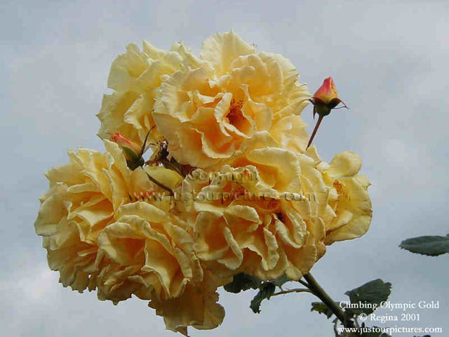Olympic Gold rose