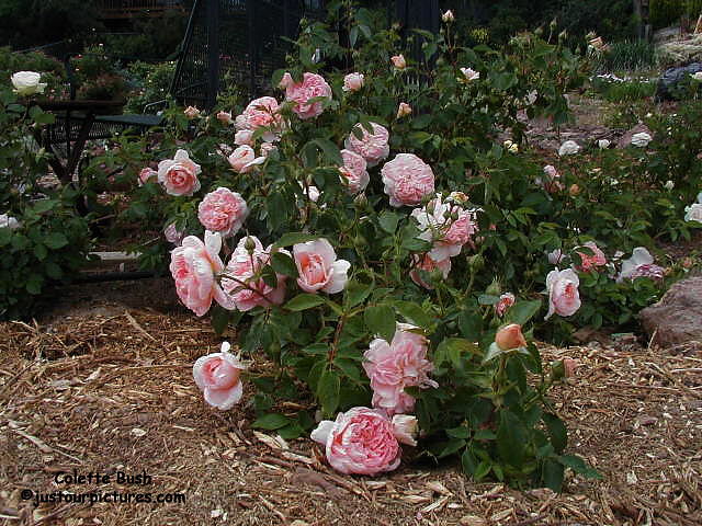 Colette rose