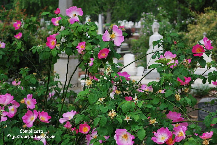 Complicata rose bush