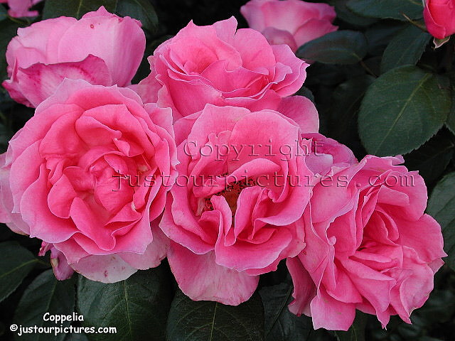 Coppelia rose