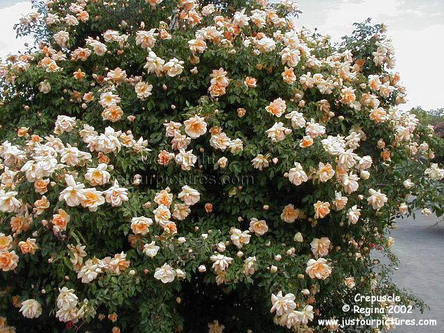  Crepuscle rose bush