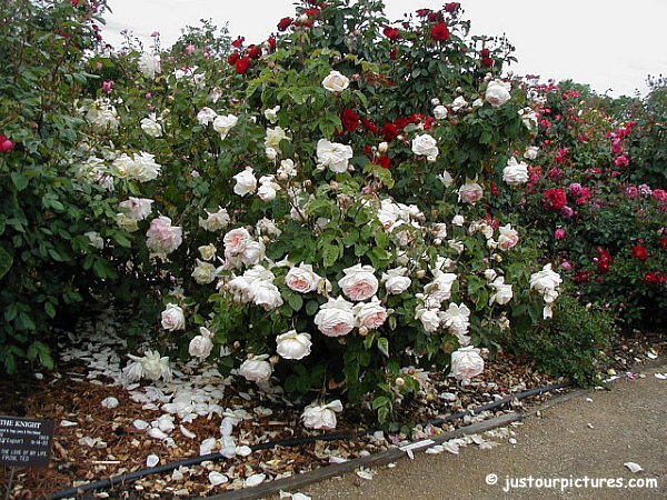 Cressida rose bush