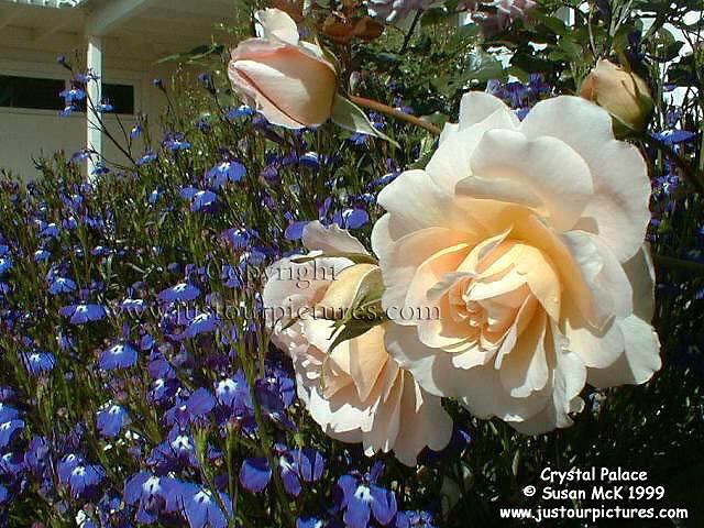 Crystal Palace rose