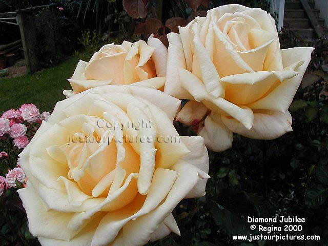 Diamond Jubilee rose