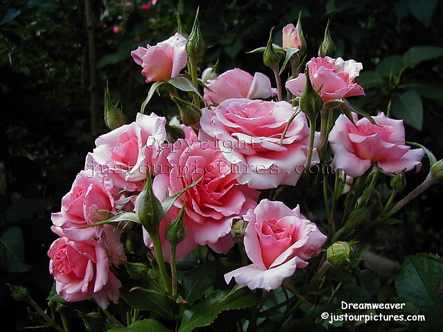 Dream Weaver rose
