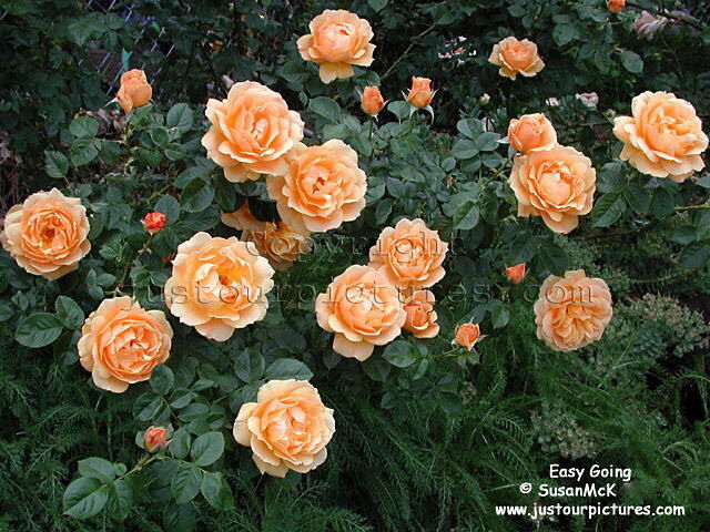 Easy Going Rose Bush