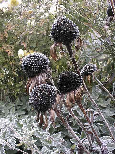 Frozen Echinecea